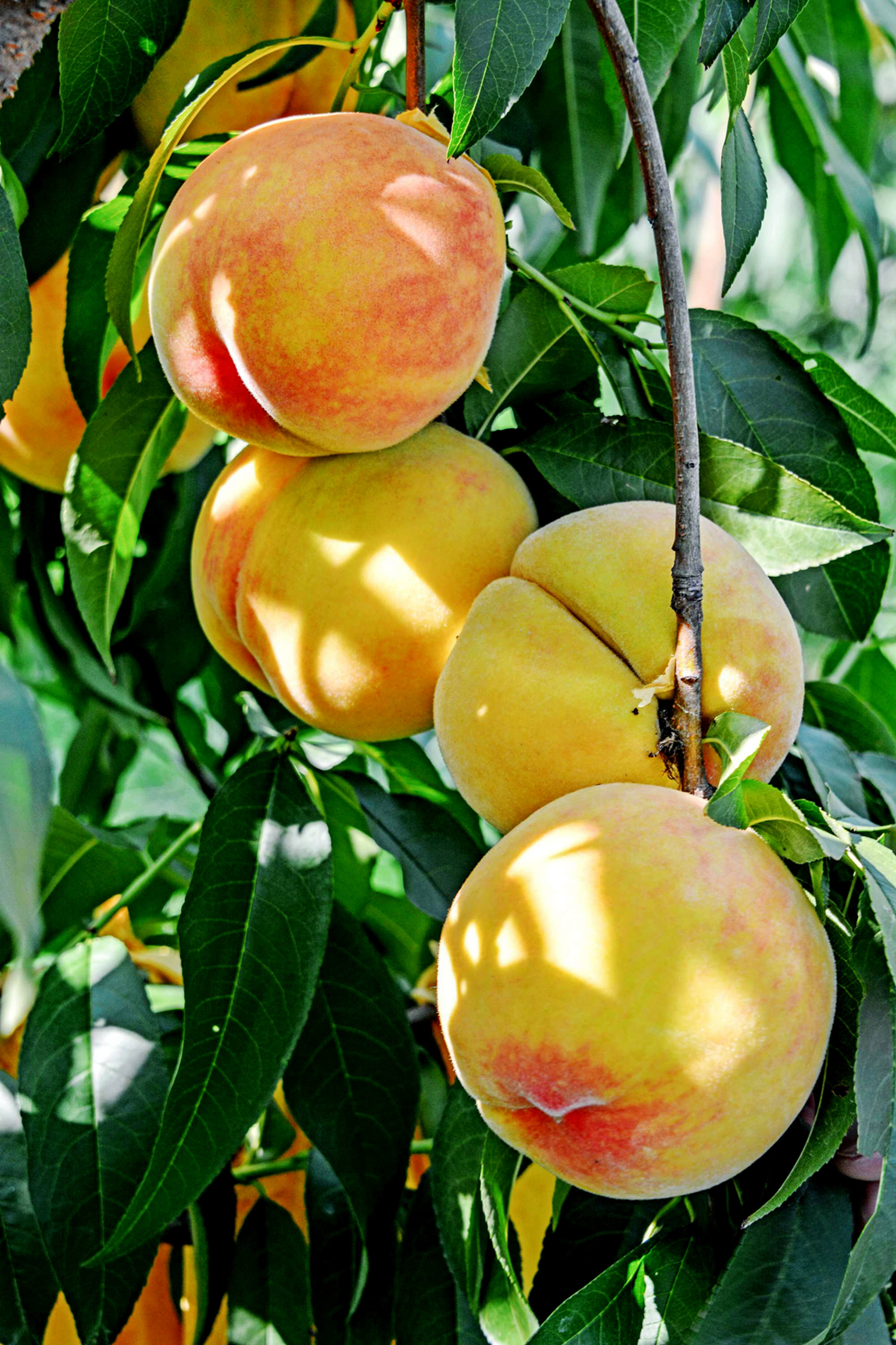 宜兴太华黄桃情__财经头条