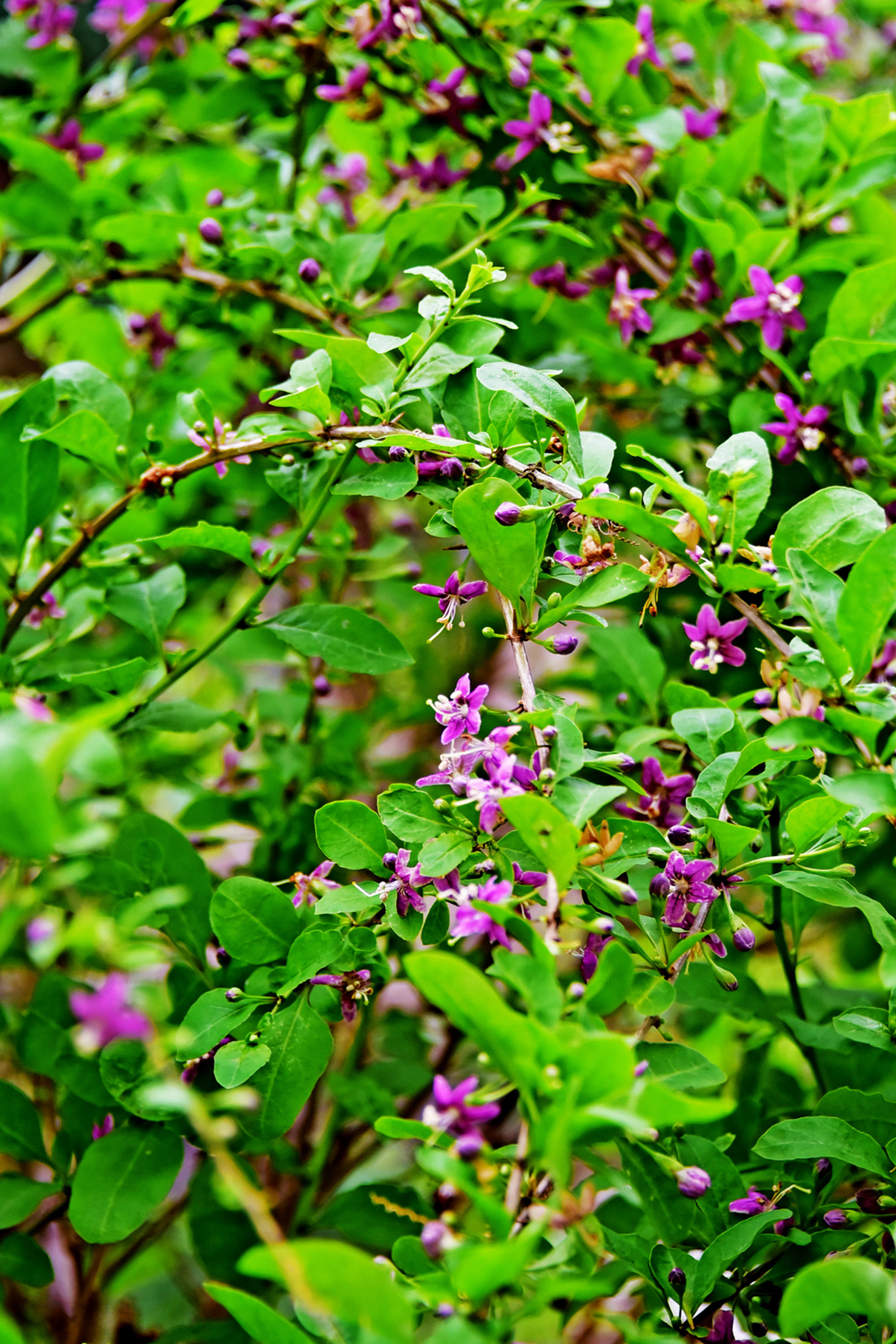 我家枸杞花正艳