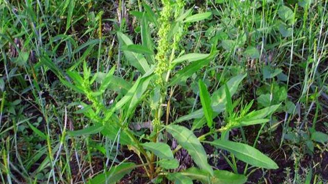 告诉家乡人,此为"跌打草",别摘去喂猪,目前55元一斤