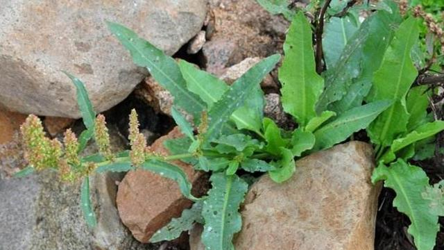 告诉家乡人,此为"跌打草",别摘去喂猪,目前55元一斤