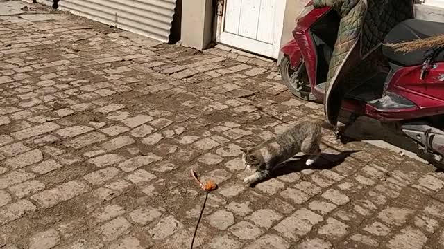 我见过最可爱的猫飞扑腾空而起