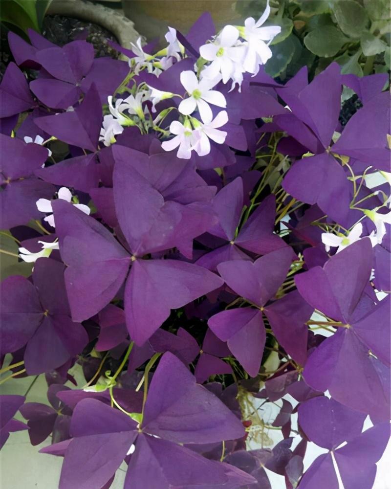 紫叶酢浆草不一般,叶子紫莹莹的像蝴蝶,养久了还会满盆开花