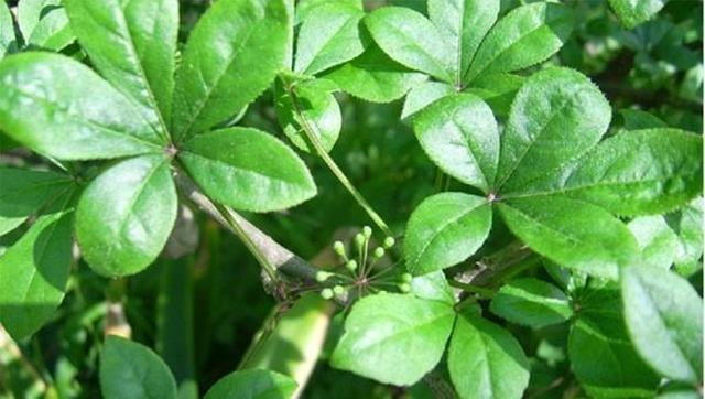 叶子黏黏很香,一小把能卖五块,农村屋前屋后很多焯水很美味