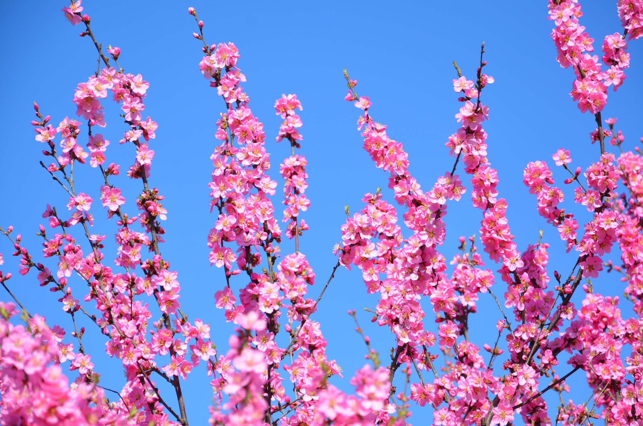 粉色的桃花原创拍摄