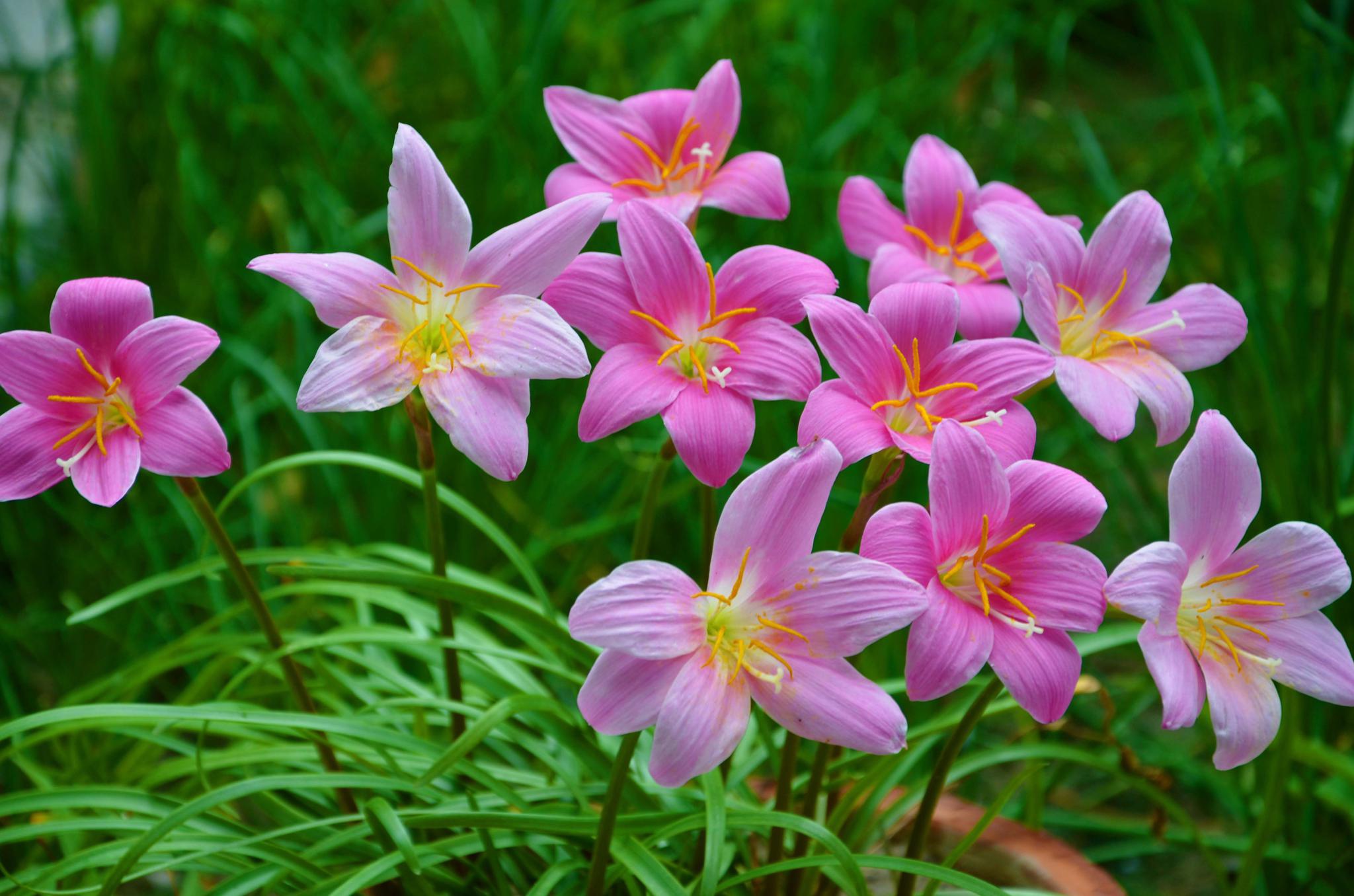 粉色的风雨兰,原创拍摄_高清图集_新浪网