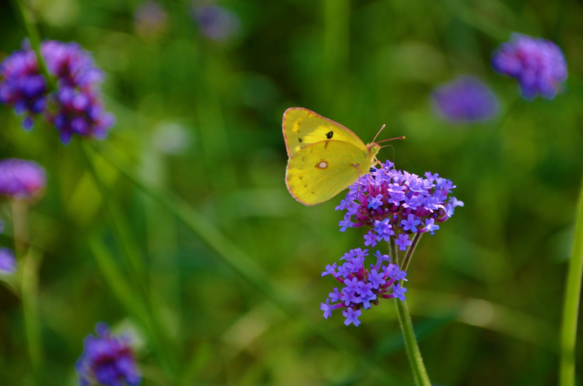 金黄色的斑缘豆粉蝶,原创拍摄|粉蝶|金黄色|原创_新浪新闻