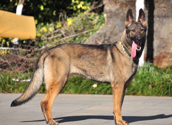 捷克狼犬昆明犬机警凶猛忠诚的特警奇兵