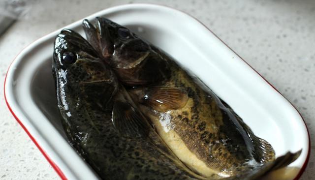 春季吃肉不如多吃鱼,运气好遇上这种直接买,烧一烧下饭特别好|桂鱼|鱼