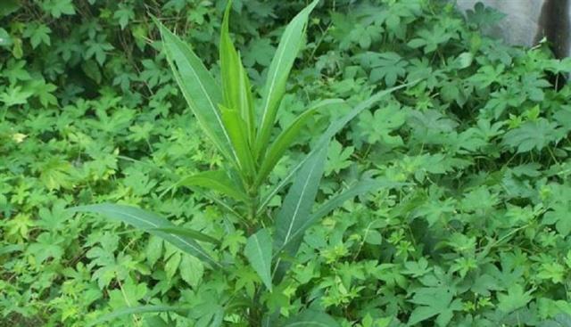 其实,山莴苣是一种菊科多年生草本植物,高度一般是80厘米左右,整个