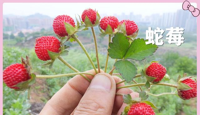 现在很少见,小孩子还认识的不多了|南方|蛇莓|野果_新浪新闻