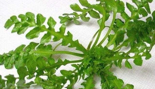 这种菜比萝卜滋补,比韭菜鲜,春天吃它正当时,农村随处可见|荠菜|柳芽