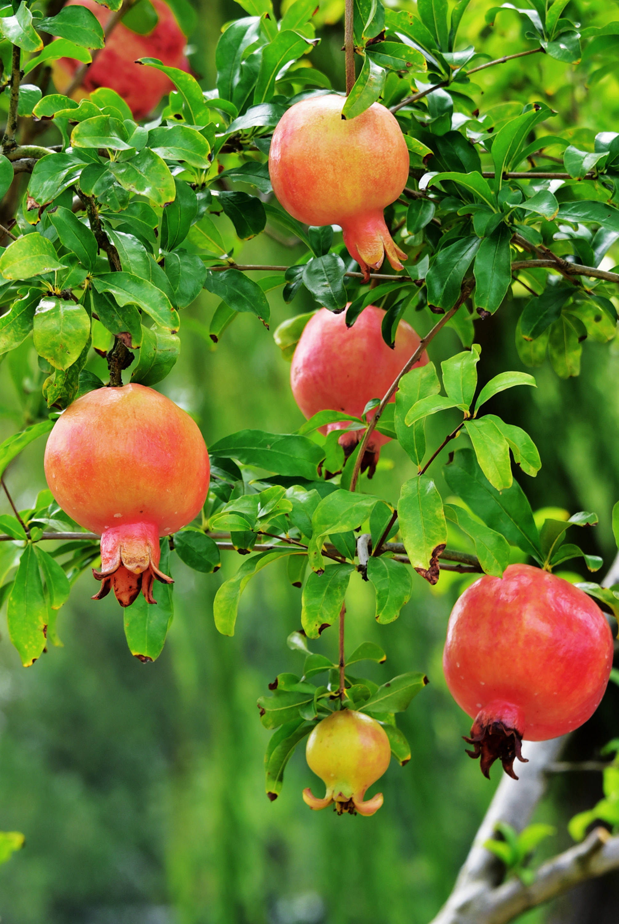 硕果累累福田秋,江苏无锡锡山台创园区佳友福田开心果园.