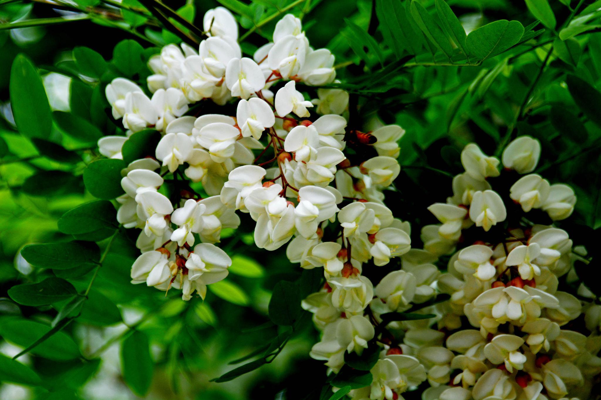 盛开的槐花能吃又是良药的好东西