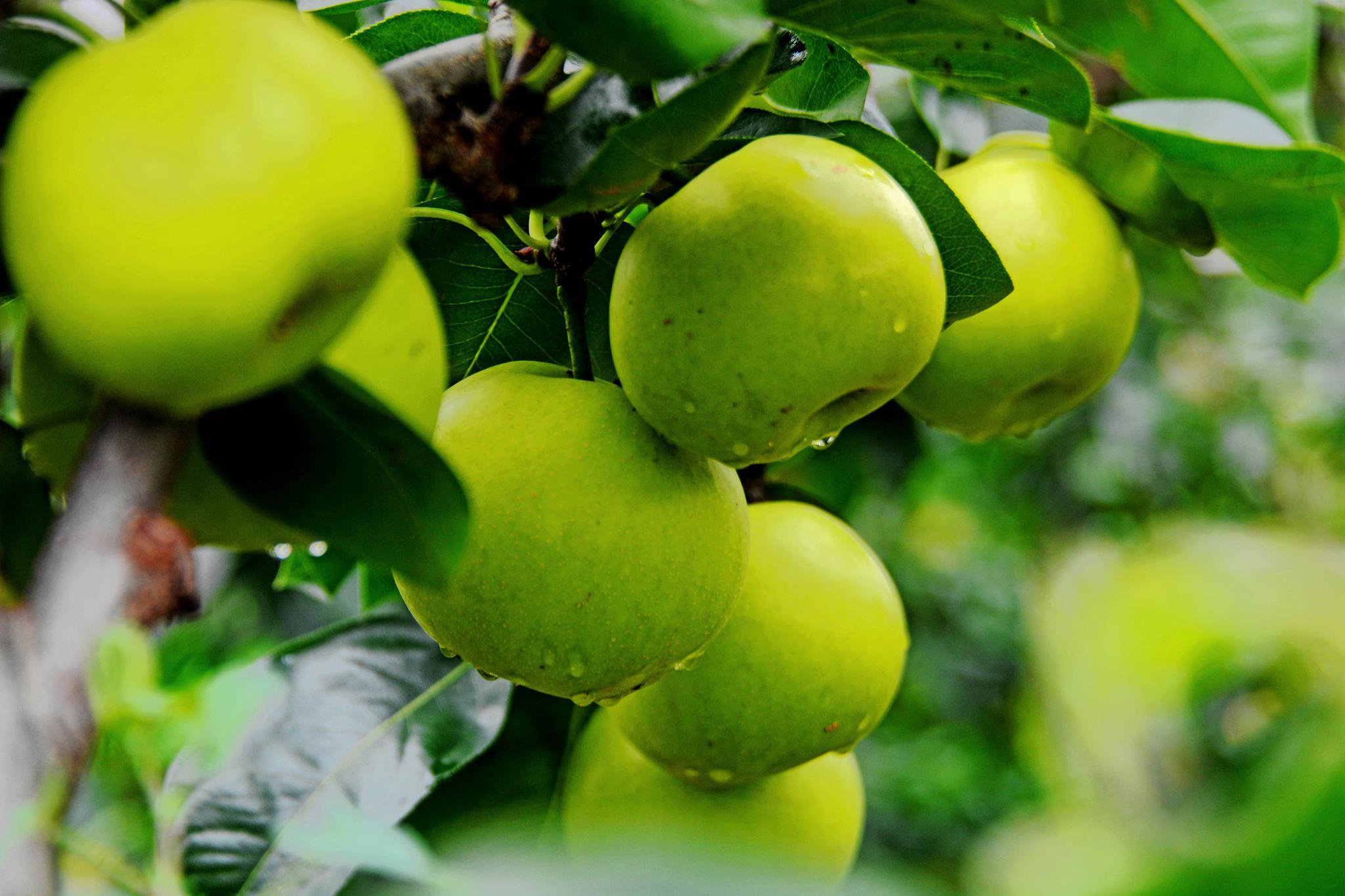 绿自然生态园的苹果梨-翠玉518,无锡夏季梨品种成熟最早的.