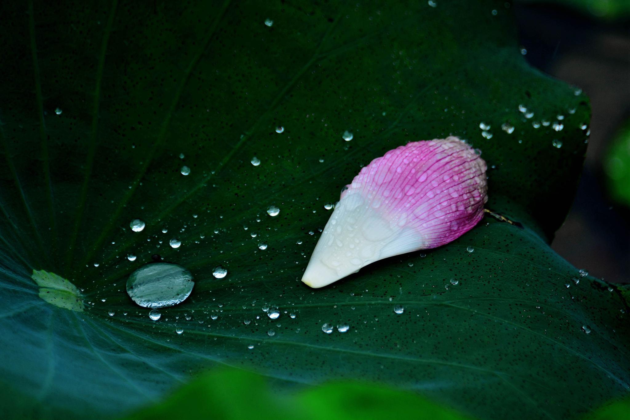 听雨 赏景 品茶