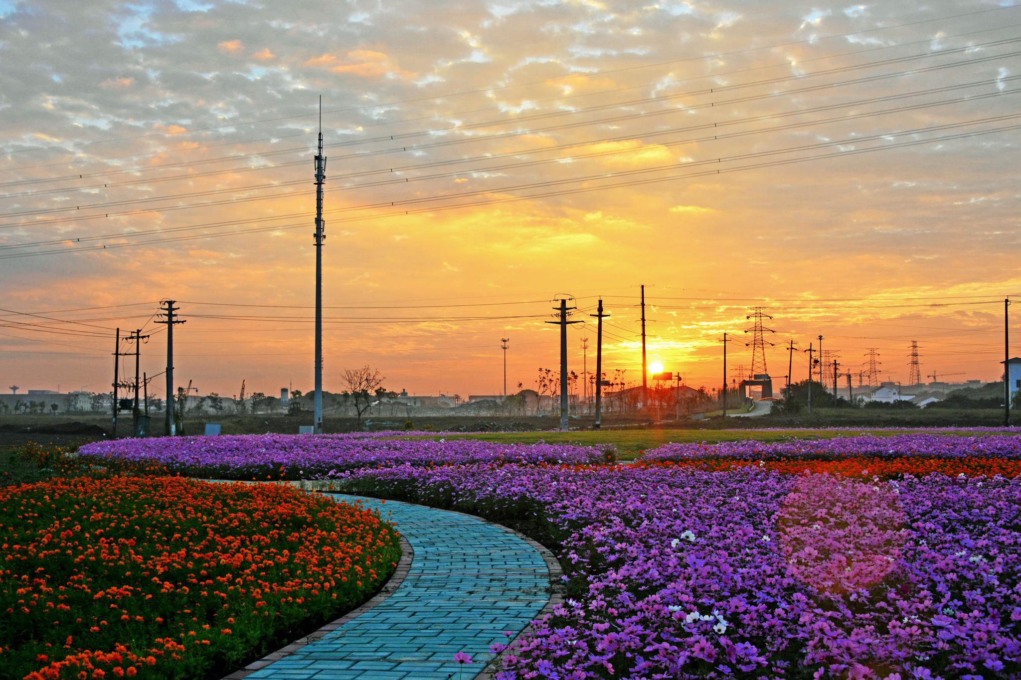 锡山迎晨曦花开朝霞里江苏无锡锡山区东港镇黄土塘