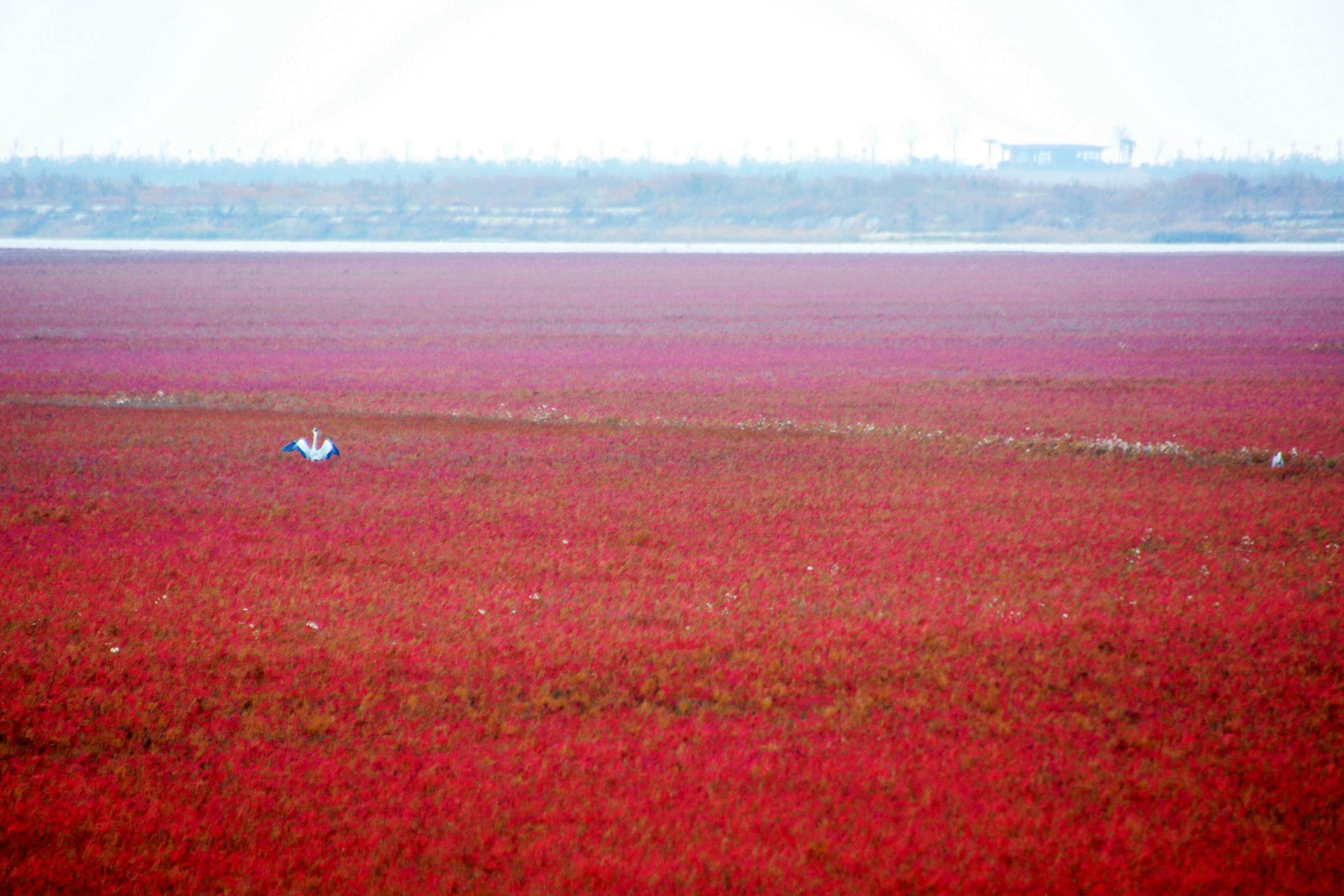 江苏东台“条子泥”，盐蒿草如红地毯铺满海滩，景区秋色迷人。|东台|条子|红地毯|秋色|景区_新浪新闻
