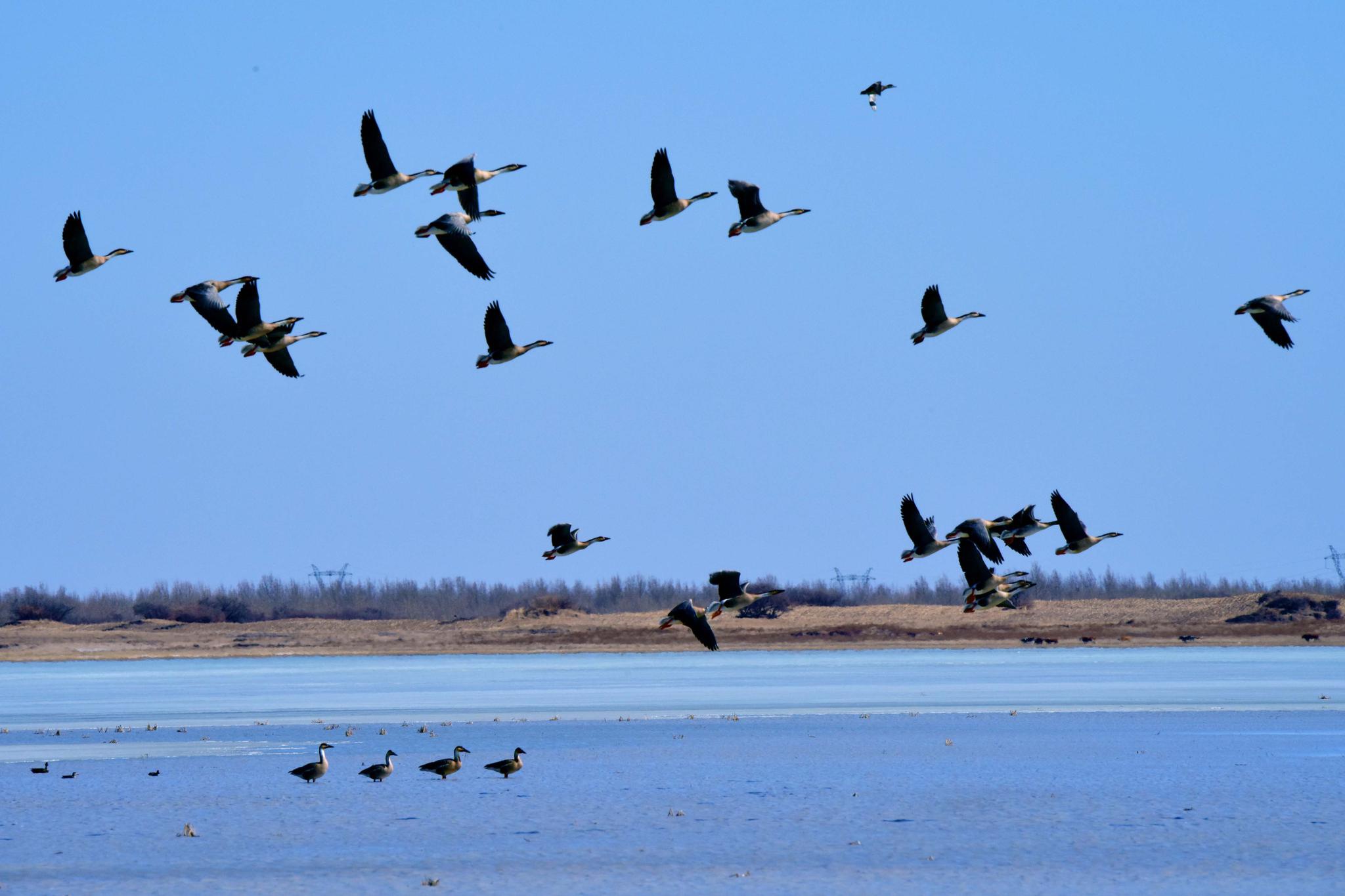 迁徙中的天鹅大雁原创拍摄