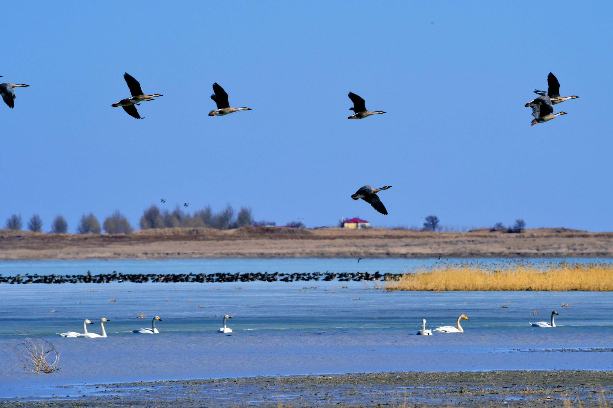 迁徙中的天鹅大雁原创拍摄