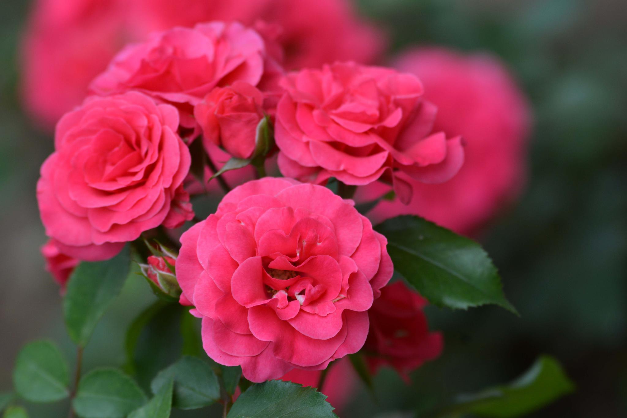 美丽的月季花原创拍摄