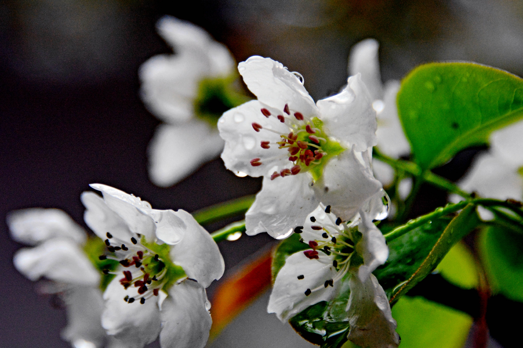 春雨绵绵梨花开