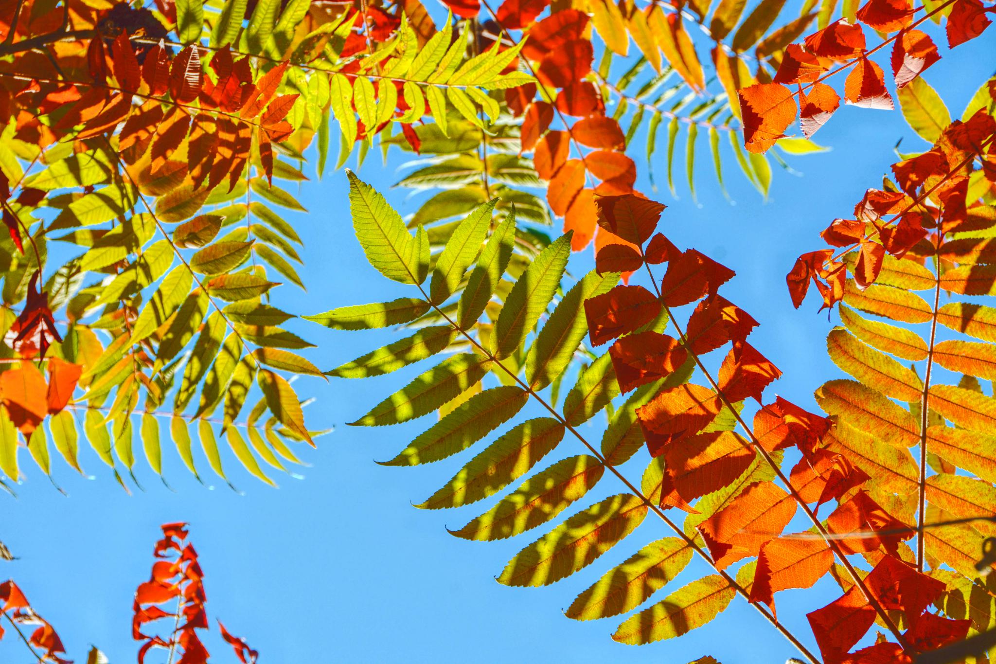 斑斓的火炬树原创拍摄