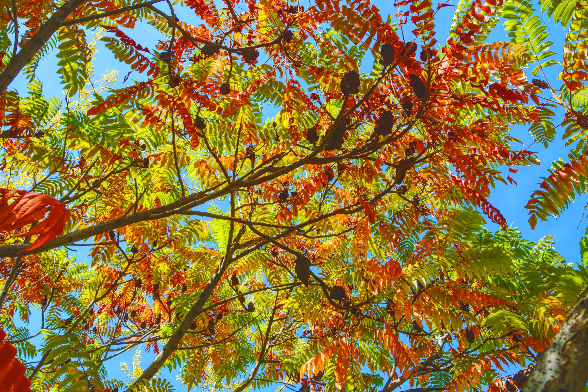 斑斓的火炬树原创拍摄