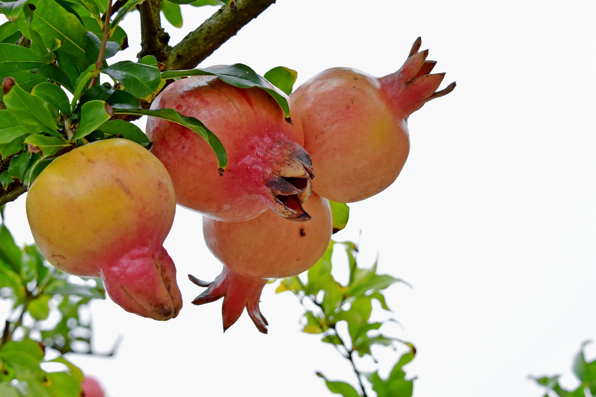 硕果累累福田秋,江苏无锡锡山台创园区佳友福田开心果园.