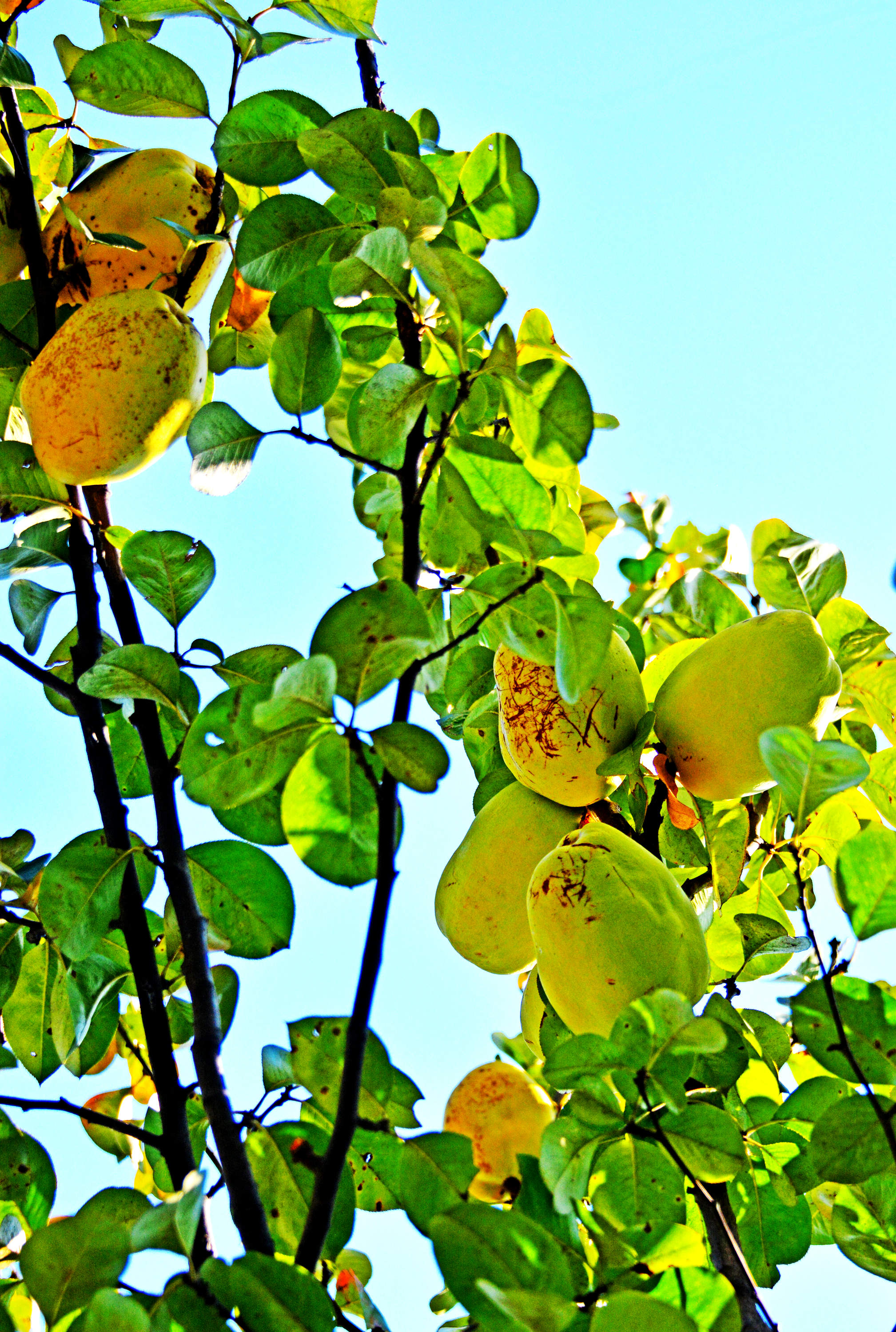 木瓜海棠果,有非常好的食用和药用价值,摄于无锡锡山区云林街道