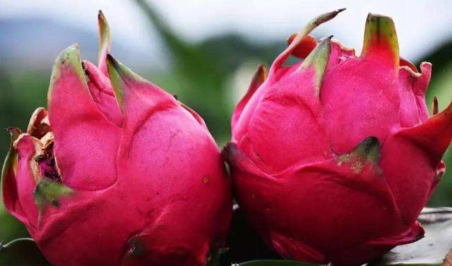 火龙果也分公母？原来挑选还有这些妙招，难怪自己买的火龙果不甜休闲区蓝鸢梦想 - Www.slyday.coM