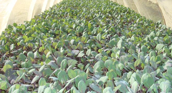 紫甘蓝的种植技术,冬春茬紫甘蓝这样安排正赶上春节采收,不愁卖