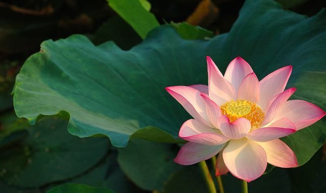 由嫦娥仙子想到的十二花仙 男篇 七月荷花仙子周敦颐