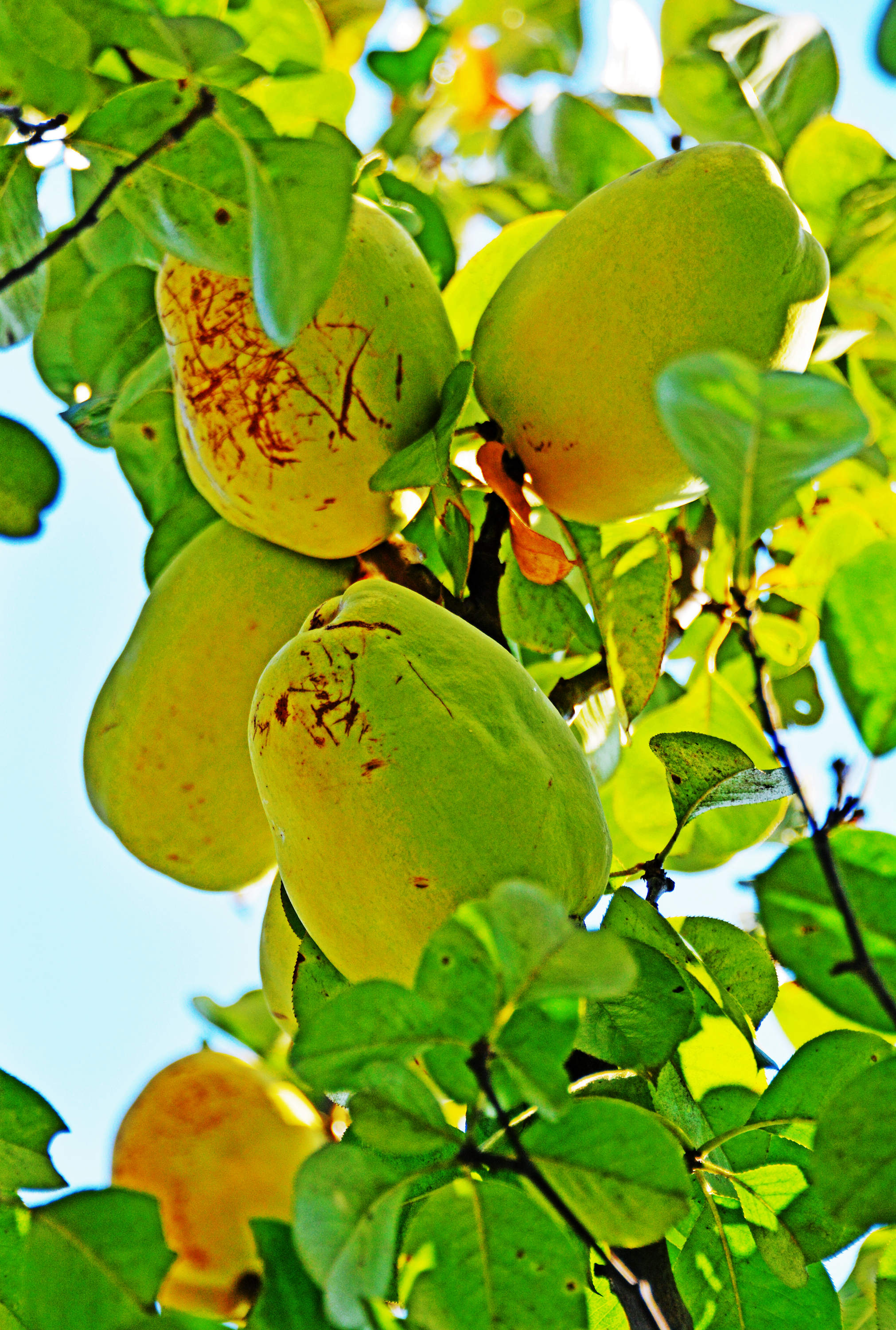 木瓜海棠果,有非常好的食用和药用价值,摄于无锡锡山区云林街道