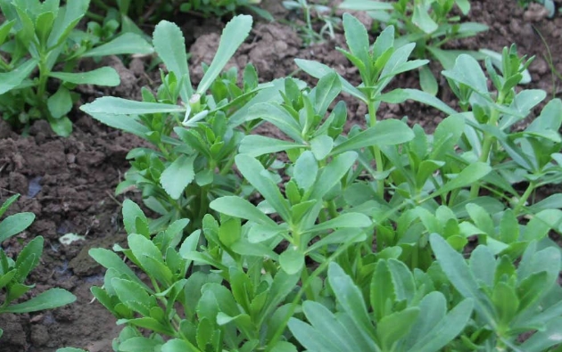 农村一种野菜,能降三高软化血管,堪称"心脏病"克星!