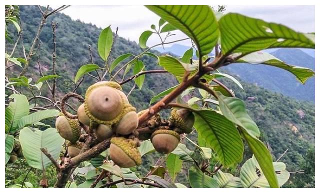 俗称"益肾子",对男性很好,过去没人摘,如今45元很抢手