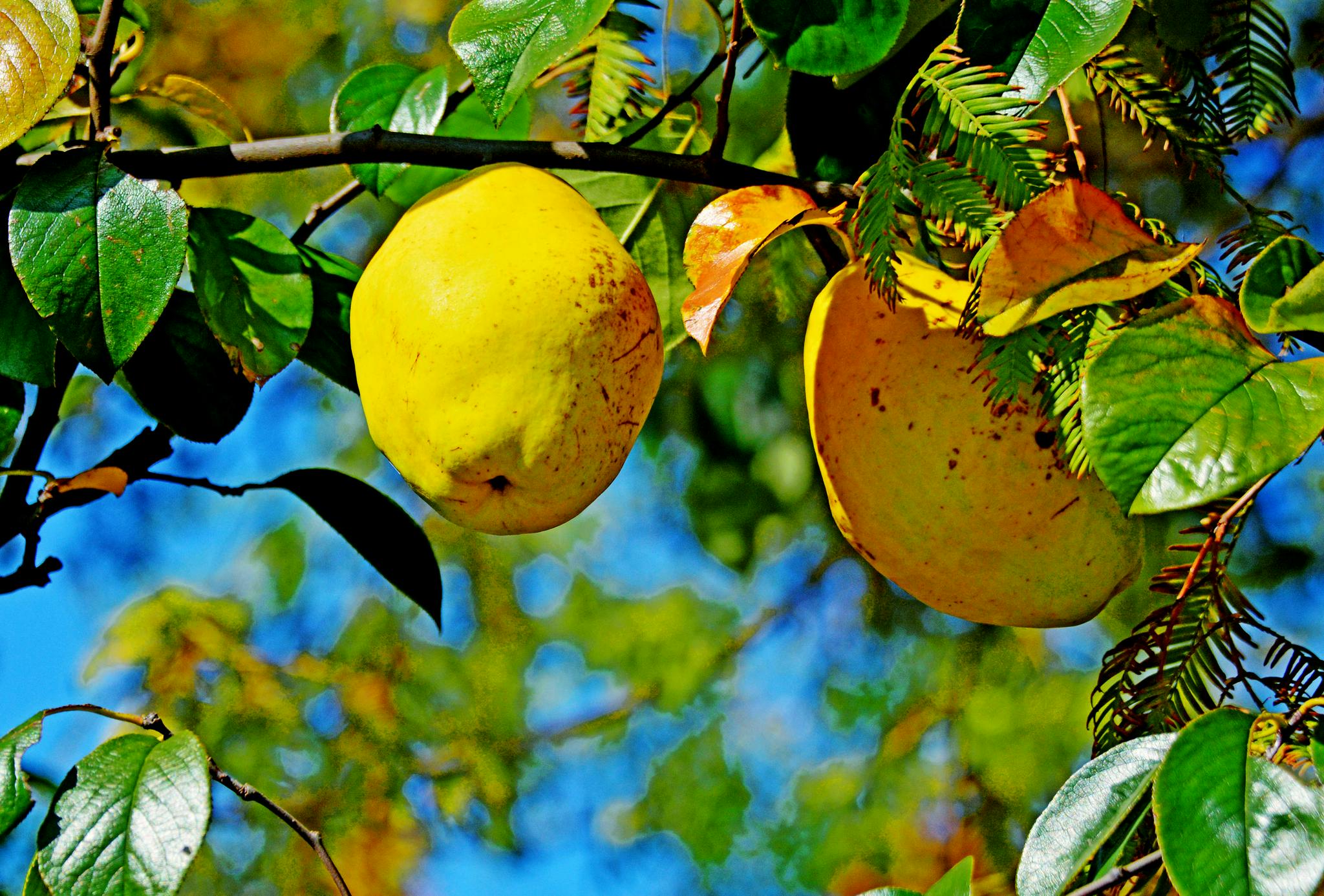 木瓜海棠果,有非常好的食用和药用价值,摄于无锡锡山区云林街道