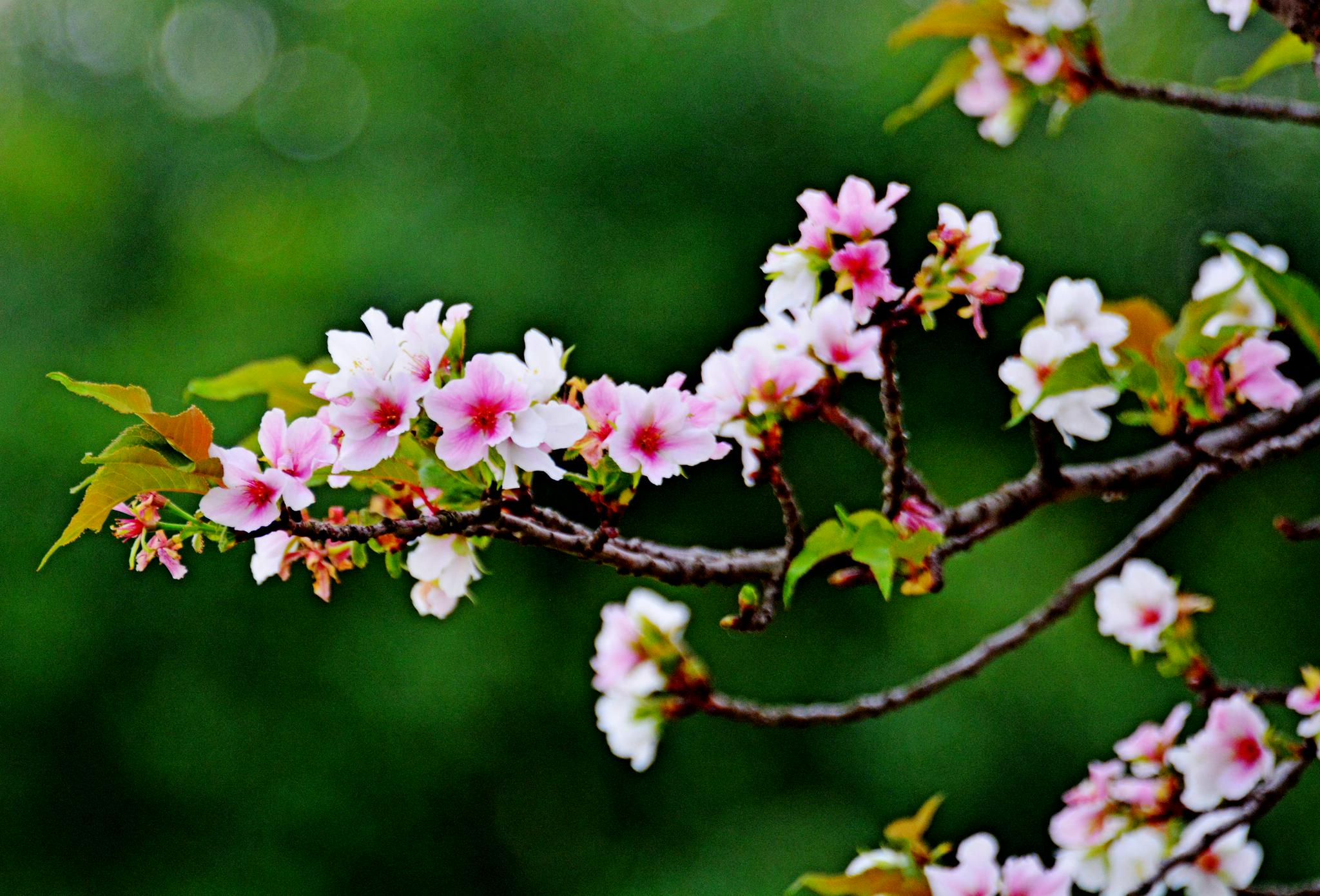 桃花盛开的秋天|看桃|锡山区|留影_新浪新闻