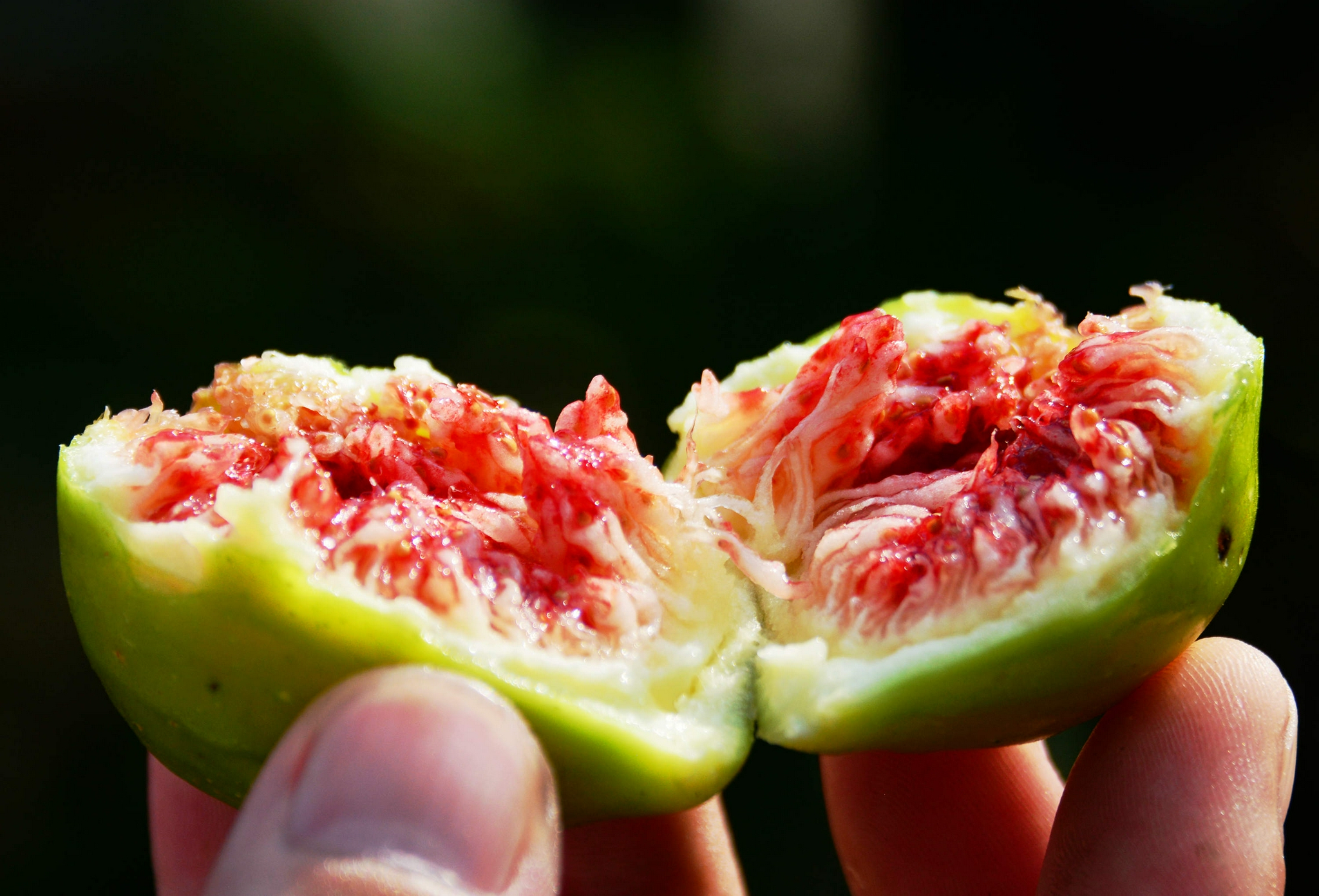 五芝源的无花果食疗的美味水果全面成熟开采江苏无锡斗山