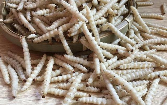 竹子上的蛀虫农民见到就捏死却可炒出奶油味餐厅老板很喜欢