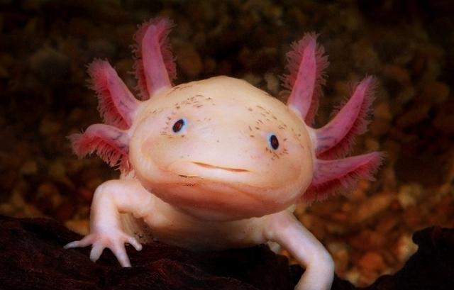 六角恐龙活活被喂成了宠物猪上网一查它还真的被当作食物来卖