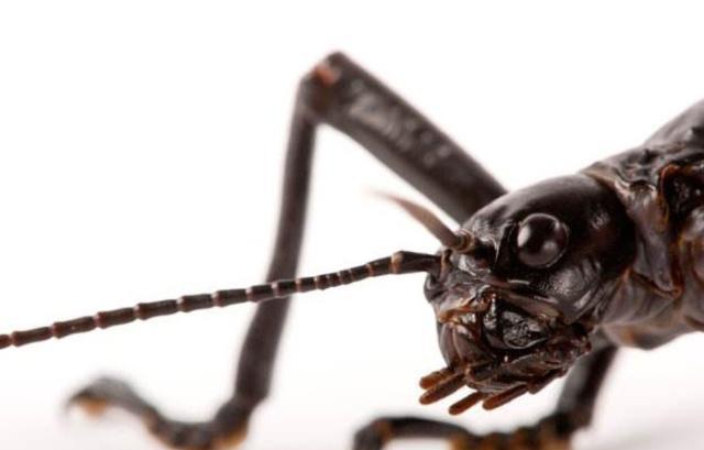 不能吃的"树龙虾",其独特,强壮的后肢,或与交配有关!