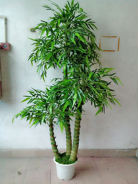 它的竹节中间部位比较膨大,人称佛肚竹,好看