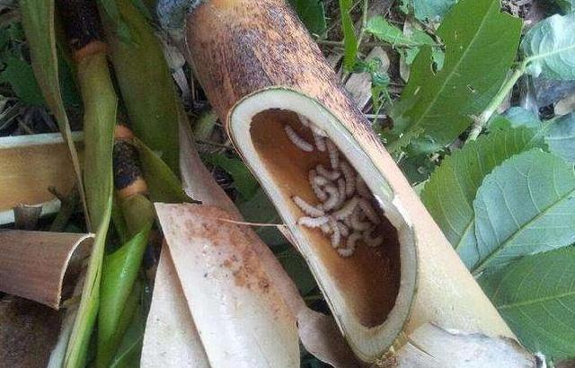 竹子上的蛀虫,农民见到就捏死,却可炒出奶油味,餐厅老板很喜欢