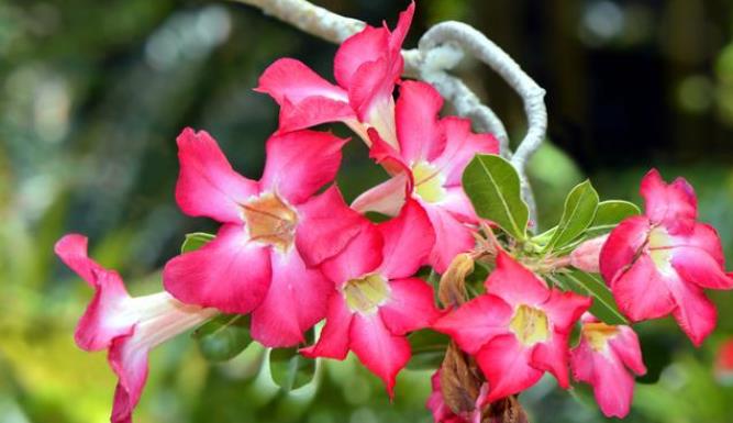 5种很怕冷的花草现在不搬到室内冬天没来就可能变成空盆