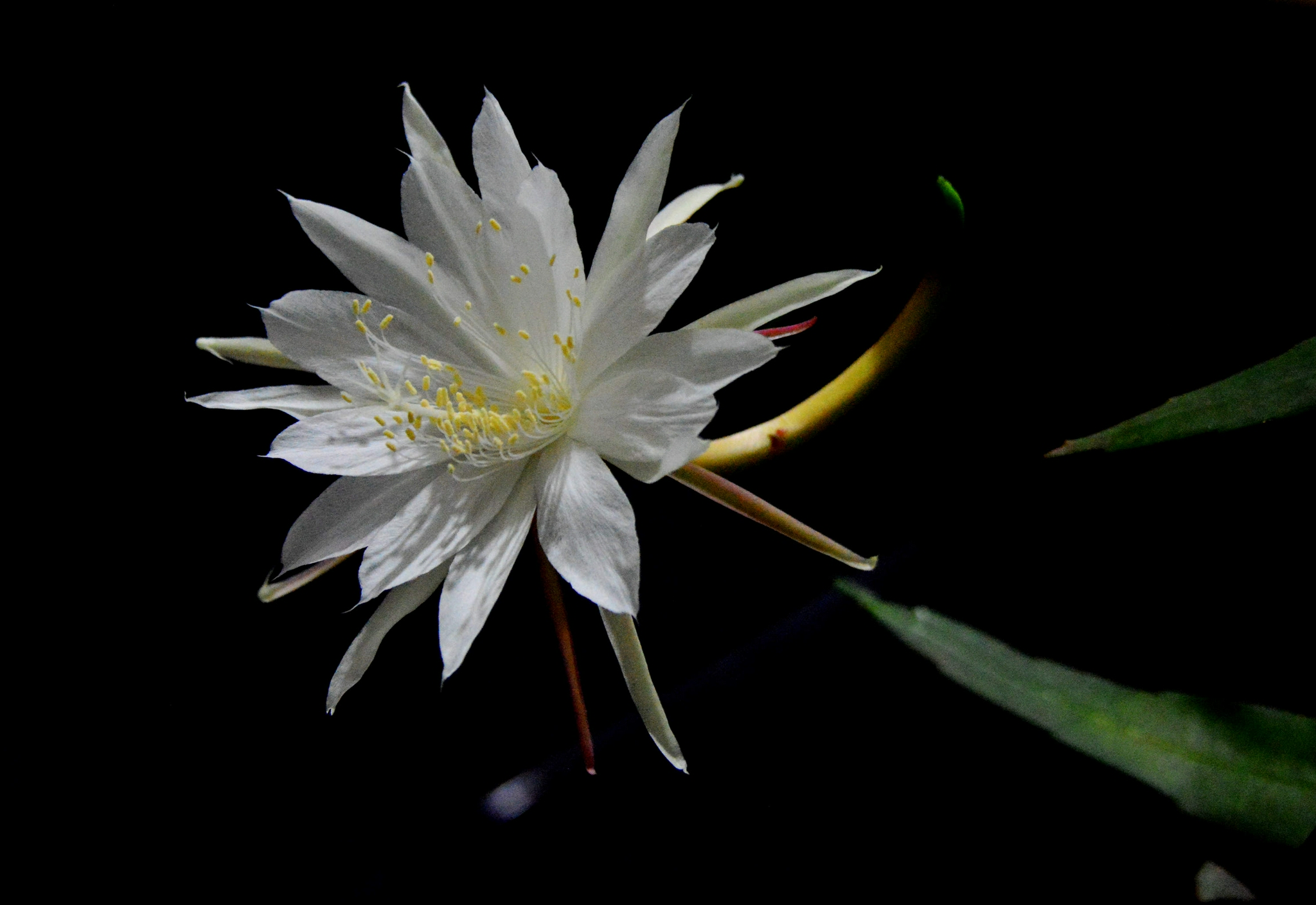 昙花开在深秋里|昙花|锡北镇|锡山区_新浪新闻