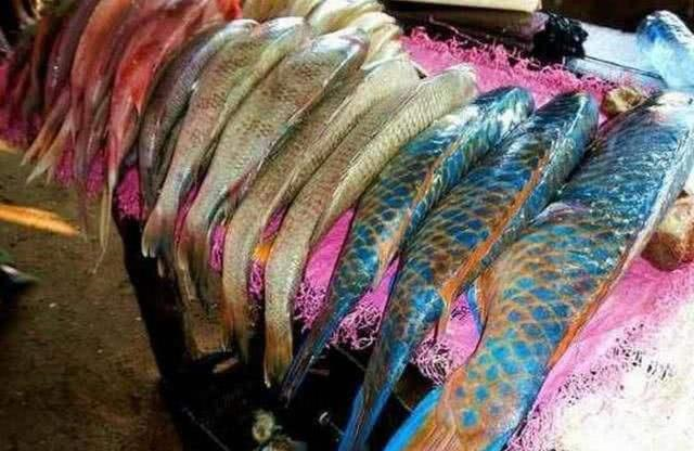 这种食物放在非洲被嫌弃，在国内少有人吃得起，吃货：送一打给我休闲区蓝鸢梦想 - Www.slyday.coM