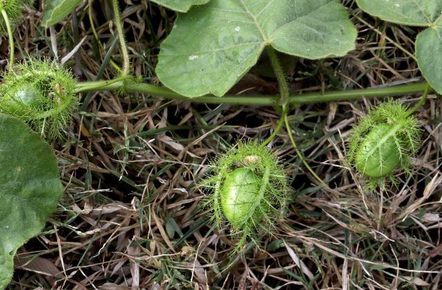 龙珠果虽然是一种野果,但是其价值却不小,其一就是它是一种可以食用的