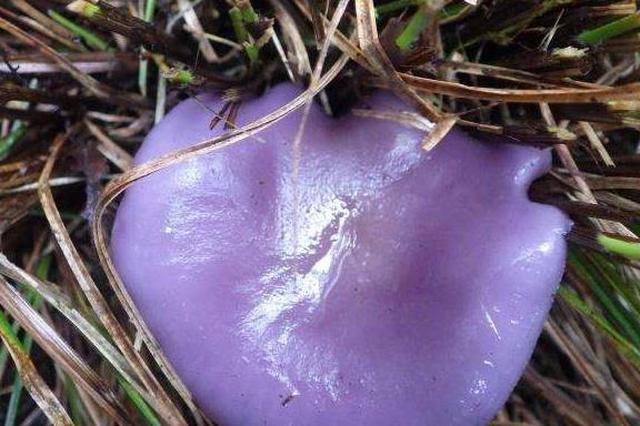 这种野味名字很好听,产量极少,营养价值高一般人吃不到|紫丁香|野味