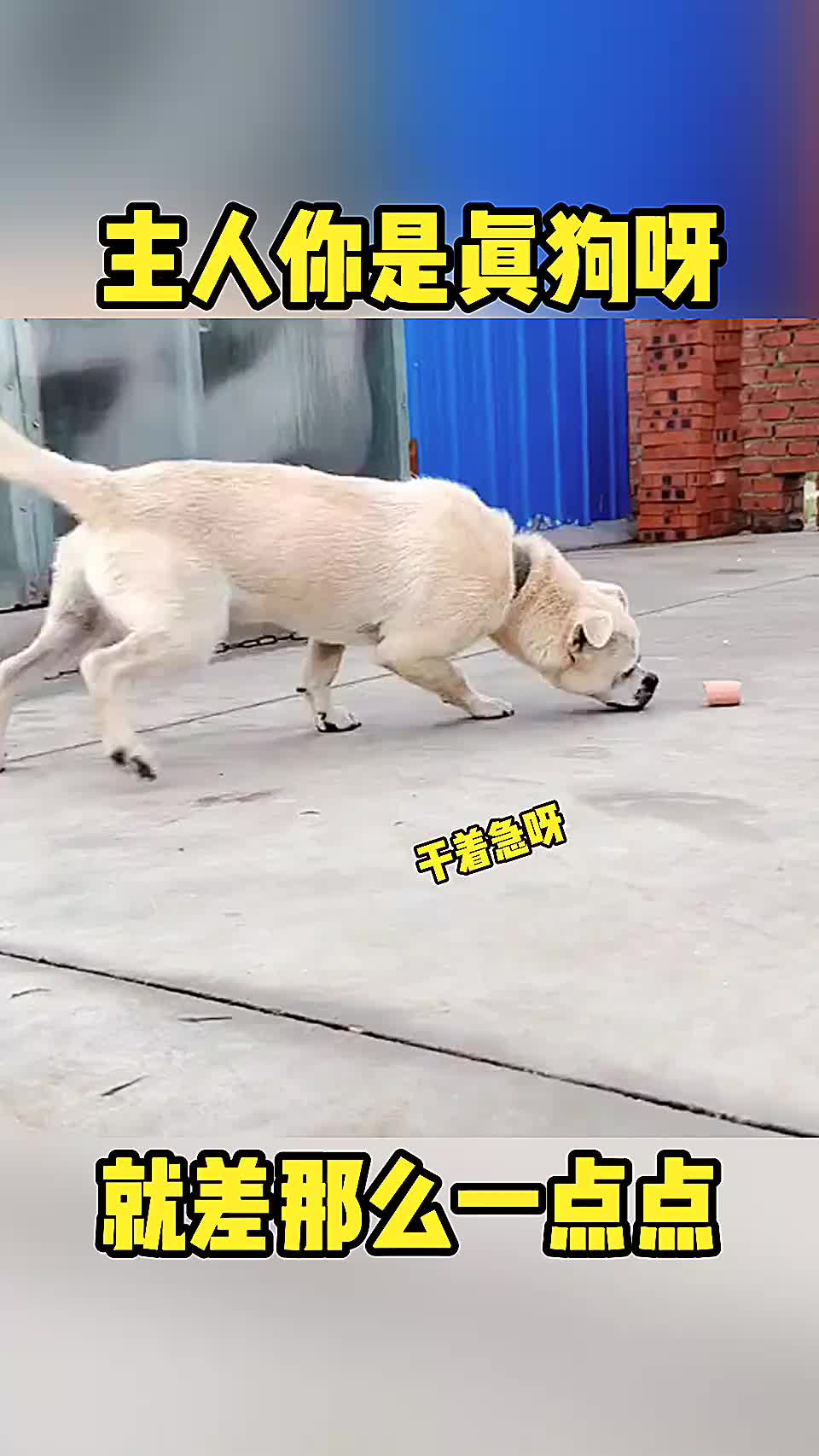 主人你是真狗呀 距离刚刚好_新浪新闻