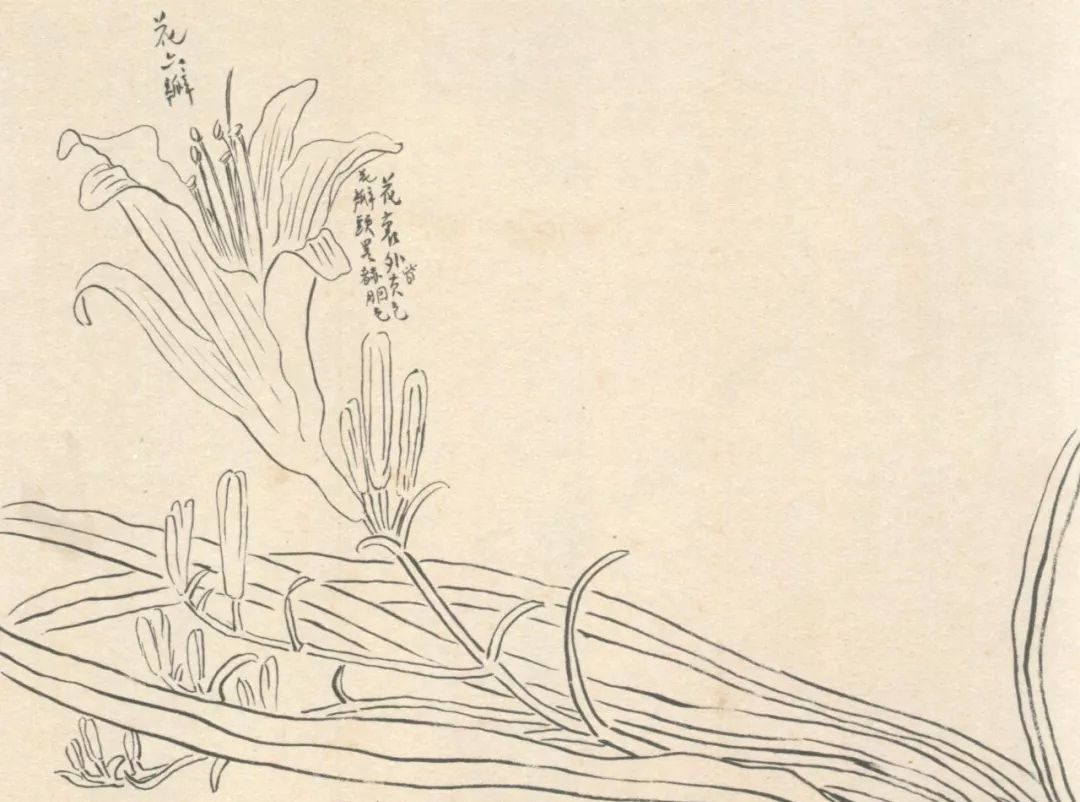 琢璞成玉|齐白石先生的画稿_高清图集_新浪网